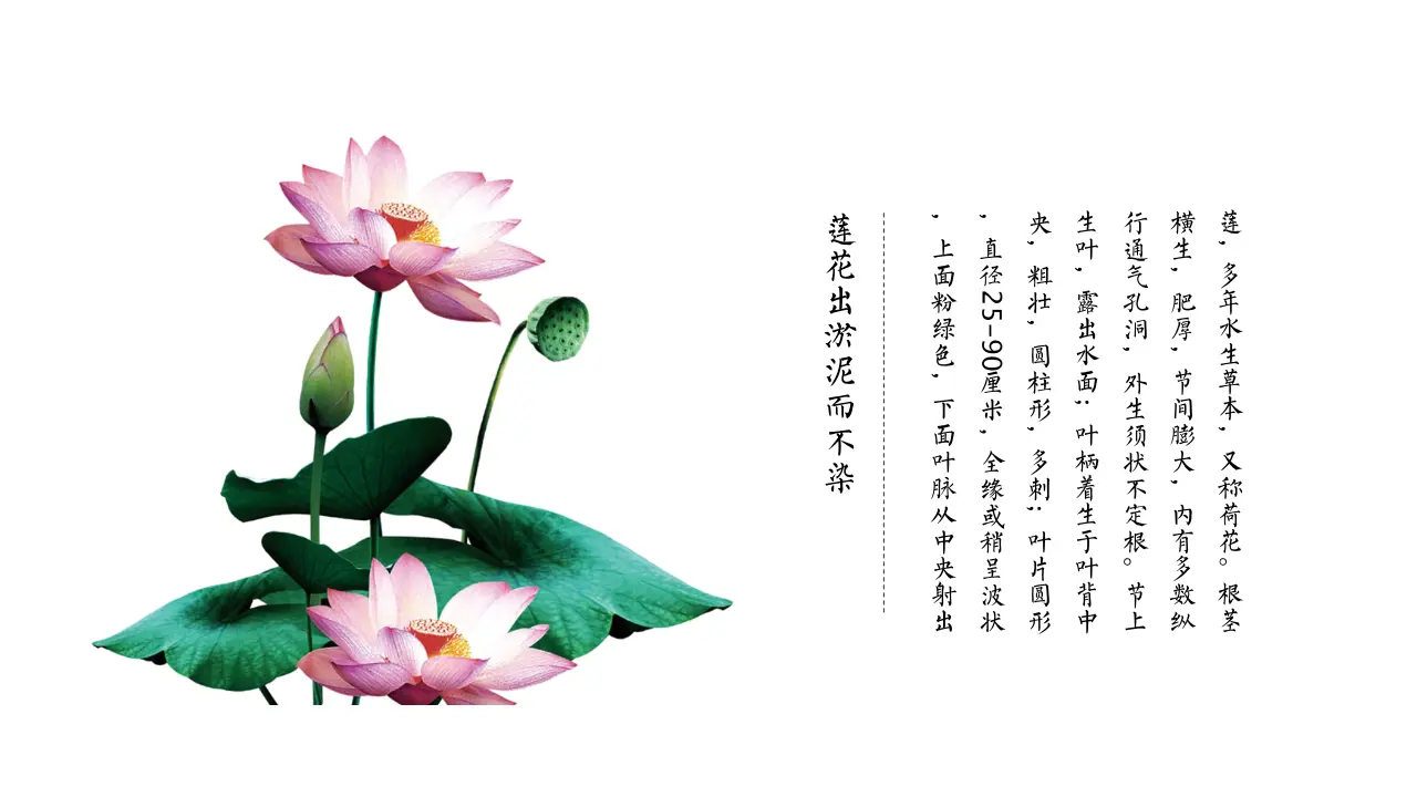 荷塘月色PPT模板_PPT模板_柚墨yomoer